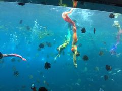 -瑞德姆美人鱼海底演艺主题餐厅(亚龙湾店)