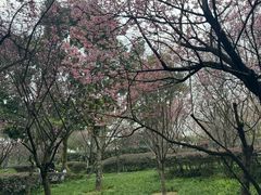 -南山植物园