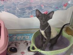 -糯米喵星人总部直营旗舰店·猫舍·幼猫出售