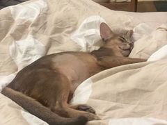 -猫十亿·布偶金渐层·曼基康矮脚猫舍(青年路店)
