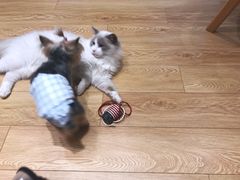 -Pets First伊珊娜洗护·精致美容·家庭式寄养(新会路店)