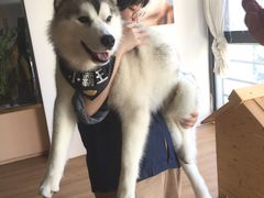 -Husky Go! 哈士奇体验馆·宠物咖啡厅狗咖