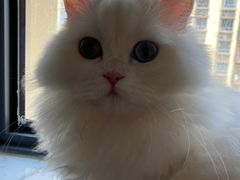 -momokira米努特·德文卷毛猫·棉花面纱犬