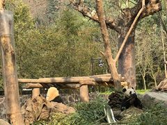 -都江堰中华大熊猫苑