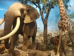 -陕西自然博物馆