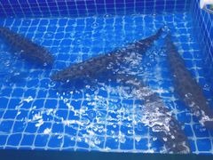 -你好牛火锅 头牌无花果鸡(海上传奇店)