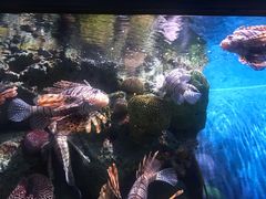 -暹罗海洋世界