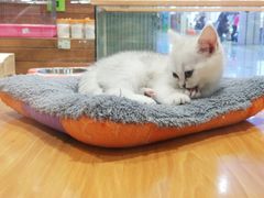 -龟与熊猫宠物公园(南坪店)
