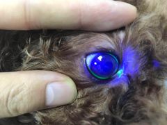 -美联众合动物医院(·中兽医·疑难杂症·严家桥分院)