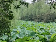 -桂湖森林公园