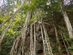 -中国科学院西双版纳热带植物园