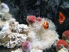 -太平洋海底世界