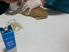 -守诺宠物医院·眼科· 特色牙科·异宠专科(虹口店)