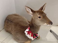 -怪兽屋·羊驼·猫咖·狗咖(俊华广场店)