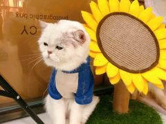 -糯米喵星人·撸猫猫舍咖啡馆(西市场嘉华店)