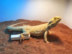 -藦茜花园宠物主题亲子互动体验馆(国顺东路店)