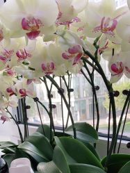 -变画·发型STUDIO