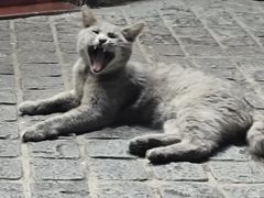 -猫岛主趣味餐厅(鼓浪屿店)