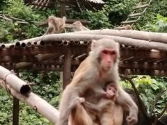 -西双版纳原始森林公园