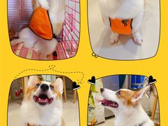 -萌兽医馆·宠物医院·猫骨科(创景店)