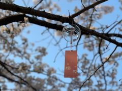 -高东镇樱花园