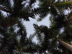 -深圳市中科院仙湖植物园