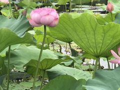 -荷塘月色湿地公园·向阳花洲