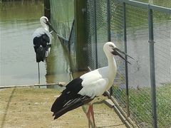 -盐城丹顶鹤湿地生态旅游区