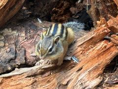 -五营红松林海景区