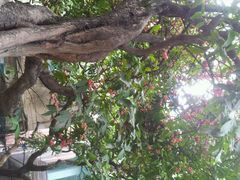 android_upload_pic-小洲村