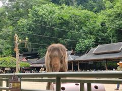 -野象谷景区