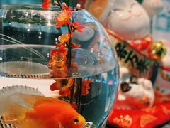 -将太无二·蓝鳍放题·北美寿司(领展购物广场中关村店)
