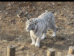 -石家庄市动物园