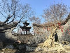 -朴园