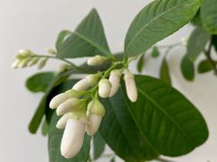 -五进制 Coffee Shop