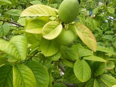 -临潼印象·特色陕菜