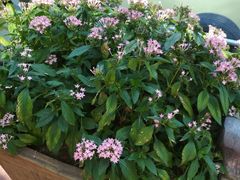 -揭东万竹园旅游景区