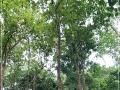-中国科学院西双版纳热带植物园