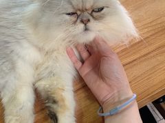 -more than meow吴止猫主题餐厅(承德 中船汇店)