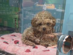-FAELING PETS美天灵宠物(合生汇店)