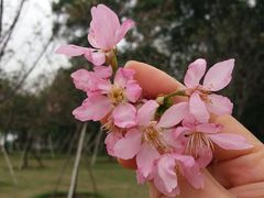 -顺峰山公园