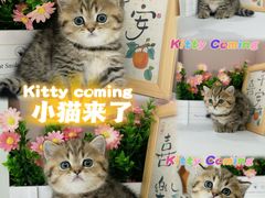 -小猫来了·猫舍(红山六九七九店)
