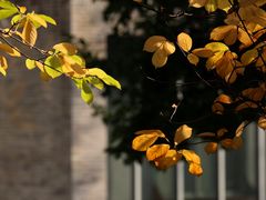 -重庆市江北嘴中央商务区中央公园