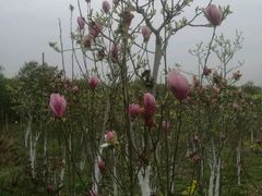 -武汉紫薇都市田园