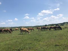 -塞罕坝国家级自然保护区