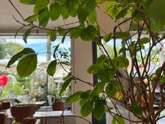 -花神·轻食简餐·咖啡馆·花卉绿植(荷兰花卉小镇店)