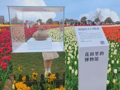 -荷兰花海