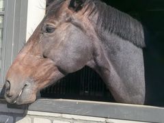 -北京群众马术培训基地