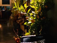 -咖法森林·咖啡  酒吧(天河店)