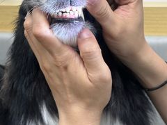 -美联众合动物医院·24h转诊中心